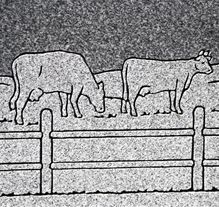 Horses in pasture scene etching on polished granite